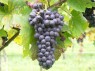 Traube der Sorte Pinot noir