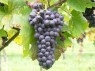 Traube der Sorte Pinot noir 