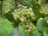 Traube der Sorte Traminer Weiß