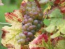 Traube der Sorte Zierfandler Rot Anfang Oktober