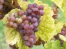 Traube der Sorte Silvaner Rot Mitte Oktober