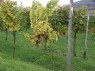 Rebstock der Sorte Silvaner Rot 