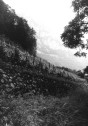 Weinberg in Tscherlach