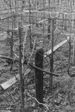 Längs- u. Querbalken in der Kammertanlage