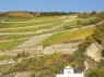 Weinberge in Assmannshausen 