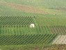 Weinberge in Horrheim 