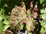 Blatt der Sorte Cabernet Franc 