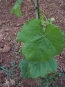 Blatt der Sorte Pinot noir