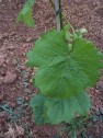 Blatt der Sorte Pinot noir 