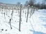 Fruchtholz im Drahtrahmen nach dem Rebschnitt