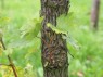 junger Trieb am alten Holz der Sorte Feteasca alba 