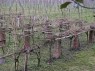 Kammert-Erziehung, hier: Doppelkammer mit nur drei Rebzeilen