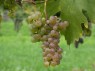 Feteasca Alba
