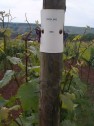 Riesling