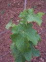 Sauvignon Blanc