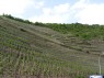 Ahr: Weinberge 