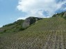 Weinberge in Heimersheim 