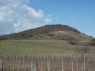 Weinberge in Bensheim 