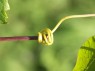 Ranke der Rebe