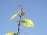 Sommertrieb mit Ranken