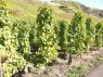 Endstöcke an der Stirnseite des Weinbergs