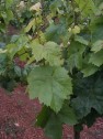 Blatt der Sorte Putzschere