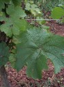 Blatt der Sorte Riesling