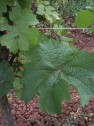 Blatt der Sorte Riesling 