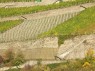 neu angepflanzter Weinberg in Assmannshausen 