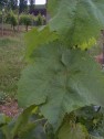 Blatt der Sorte Heunisch