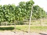 Endpfahl der Drahtrahmenzeile