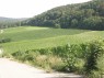 Weinberge in Castell 