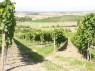 Weinberge mit verkürzten Zeilen in Castell 