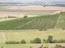 Weinberg mit verkürzten Zeilen in Castell 