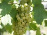 Traube der Sorte Müller-Thurgau