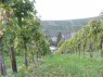 Pfähle zwischen den Endpfählen im Drahtrahmen