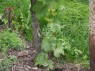 Stamm der Rebe mit unfruchtbarem Trieb