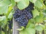 Traube mit dicht stehenden Beeren