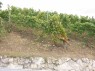 Weinberg am Hang