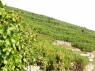 Weinberge mit Abstufungen 